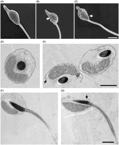Figure 3. Effects of Ni NPs on sperm ultrastructure. Representative SEM images of control sperm (A) and sperm exposed for 2 h to Ni NPs at concentrations higher than 0.025 (B, C) show holes in the plasma membrane indicated by arrows. TEM images of transversal and longitudinal sections of control sperm (D, F) and sperm (E, G) exposed as above that show interruptions of plasma membrane continuity as indicated by arrows. Scale bars are 1 μm.
