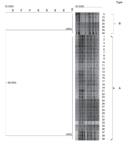 Figure 1 Dendrogram of the pulsed field gel electrophoresis patterns showing the genetic relatedness of the 40 Serratia marcescens isolates.