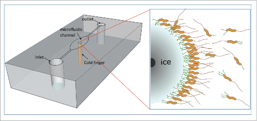 Figure 1. M. primoryensis in the MCF device. A schematic representation of the microfluidic chip with the cold finger is presented in the left. The chip is shown upside down, and the microfluidic channel can be seen. The brass cold-finger (orange) is embedded in the middle of the chip, cooling the central part of the microfluidic well. The ice crystal grows around the tip of the cold finger in a circular shape. On the right is an enlargement of a part of the ice crystal, showing the bacteria bound to the ice surface. The black spot on the left is the tip of the cold finger. The ice-binding proteins are shown in green, and the flagella are in brown.