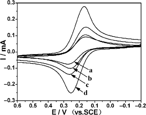Figure 7. CVs of: Chi/GCE (a), bare GCE (b), S-MWCNTs/Chi GCE (c) and L-MWCNTs/Chi GCE (d) in 5 mM [Fe(CN)6]4– with 0.1 M KCl at 100 mV s−1.
