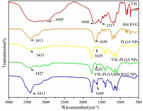 Figure 2 The Fourier Transform Infrared Spectrum of YSL; R6LRVG; PLGA NPs; YSL-PLGA NPs; YSL-R6LRVG/PLGA NPs.