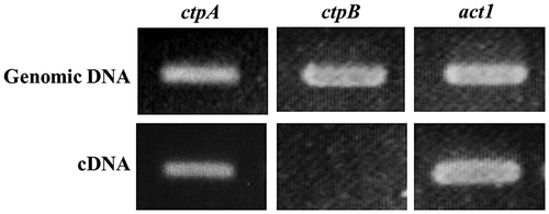 Fig. 2. Amplifications of CTP1 homolog genes by PCR and reverse-transcription PCR.