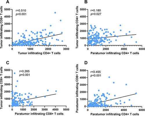 Figure 3 Factors Related to Tumor-Infiltrating T Lymphocytes. (A). In OSCC tumor tissue, a positive correlation between the number of CD4 cell infiltrations and the number of CD8 cell infiltrations. (B). The number of adjacent tissues CD4 cell infiltrations exhibits a positive correlation with the number of CD4 cells infiltrations in tumor tissue. (C). The number of CD8 cells in adjacent tissue shows a positive correlation with the number of CD8 cells infiltrating tumor tissue. (D). In OSCC adjacent tissue, the number of CD4 cells infiltrated was positively correlated with the number of CD8 cells.
