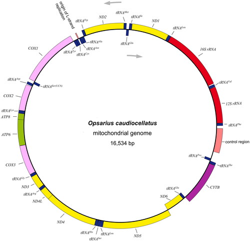 Figure 2. Mitochondrial genome map of Opsarius caudiocellatus. The arrows represents direction of transcription, H-strand is located in the outer ring and L-strand is located in the inner ring.