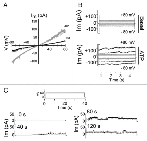 Figure 5. Electrophysiological characterization of cell membrane currents in T cells stimulated with ATP. Membrane currents were measured using whole cell voltage-clamp configuration in freshly isolated murine T cells. (A) Ramp voltage protocols from -80 to +80 mV were applied during 4 s in cells under control conditions or after stimulation with 500 μM ATP (gray line). The slope of the current trace in control cells was 0.03 ± 0.01 pA/ms (n = 10) and in ATP treated cells was 0.06 ± 0.01 pA/ms (n = 5). (B) Representative current traces elicited by 4 s voltage steps from -80 to +80 mV applied with 20 mV increments to control and ATP (500 µM) stimulated cells. (C) Representative current events recorded in response to repeated voltage steps from 0 to +60 mV in ATP stimulated T cells during 2 min recordings.