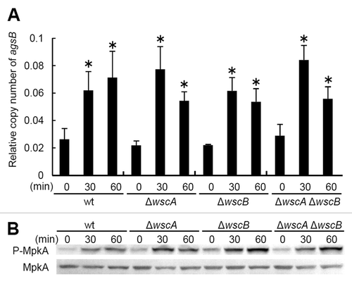 Figure 1. Response to hypo-osmotic shock in Aspergillus nidulans. (A) Relative transcription of the agsB gene, and (B) phosphorylation of MpkA in the wild type and wsc-disruptant strains. *, statistically significant difference (p < 0.05) relative to the result at 0 min.