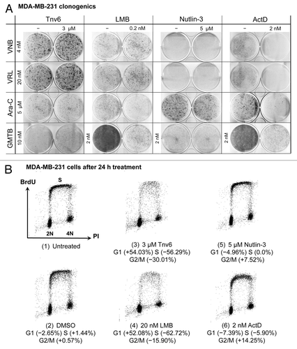 Figure 5. Studies with MDA-MB-231 cells. (A) Cells were subjected to the cyclotherapy protocol described in Materials and Methods, and then stained with Giemsa. (B) Changes in cell-cycle distribution in response to exposure to small-molecule p53 activators for 24 h. DNA synthesis and DNA content were evaluated by measuring BrdU incorporation and PI staining by FACS. Values correspond to percentage change compared with untreated controls [i.e., panel B(1)].