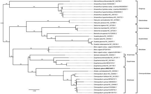 Figure 1. Maximum likelihood (bootstrap repeat is 1000) phylogenetic tree of 35 Amaranthaceae complete chloroplast genomes: Oxybasis glauca (MK814481.1, in this study), Alternanthera philoxeroides (NC_042798.1), Amaranthus tricolor (KX094399.1), Amaranthus hybridus subsp. cruentus (MG836506.1), Amaranthus hypochondriacus (MG836505.1), Amaranthus caudatus (NC_040143.1), Amaranthus hypochondriacus (NC_030770.1), Haloxylon ammodendron (NC_027668.1), Haloxylon persicum (NC_027669.1), Salicornia bigelovii (NC_027226.1), Salicornia brachiata (NC_027224.1), Salicornia europaea (NC_027225.1), Bienertia sinuspersici (KU726550.2), Suaeda glauca (NC_045303.1), Suaeda salsa (NC_045302.1), Suaeda japonica (NC_042675.1), Suaeda malacosperma (NC_039180.1), Beta vulgaris subsp. vulgaris (KR230391.1), Beta vulgaris (EF534108.1), Beta vulgaris subsp. vulgaris (KJ081864.1), Spinacia oleracea (NC_002202.1), Dysphania ambrosioides (NC_041201.1), Dysphania botrys (NC_042166.1), Dysphania pumilio (MK541016.1), Dysphania pumilio (NC_041159.1), Atriplex centralasiatica (NC_045304.1), Chenopodium album (NC_034950.1), Chenopodium ficifolium (NC_041200.1), Chenopodium quinoa (MF805727.1), Chenopodium quinoa (CM008430.1), Chenopodium quinoa (NC_034949.1), Chenopodium quinoa (KY635884.1), Chenopodium quinoa (KU255732.1), Chenopodium quinoa (MK159176.1). The numbers above branches indicate bootstrap support values of maximum likelihood phylogenetic tree.