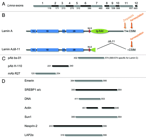 Figure 6. Lamin A∆8–11 is a truncated A-type lamin that lacks domains important for protein interactions and post-translation processing. (A) Lamin A encoding exons of the murine Lmna gene are marked by numbers 1–12. The last residue of the lamin A protein sequence encoded by each exon is indicated. Full-length pre-lamin A comprises residues 1–665 encoded by exons 1–12. In contrast, residues 461–657 of full-length lamin A encoded by exons 8–11 are absent from lamin A∆8–11. (B) Important domains and sequence motifs of full-length lamin A and lamin A∆8–11 are depicted. Neither the integrity of the central α-helical rod domain (comprising coils 1A, 1B, 2A and 2B; blue) nor the presence of the nuclear localization signal (NLS; red) is altered in lamin A∆8–11. However, the majority of residues forming the Ig-fold (green) are absent. Notably, the C-terminal sequence motifs implicated in post-translational processing (orange) of pre-lamin A are partly deleted in laminA∆8–11 as well. While the C-terminal CSIM (target of protein farnesylation) appears to be present in this truncated A-type lamin as judged from its mRNA sequence, the site of cleavage by metalloprotease Zmpste24 around tyrosine-647 is clearly absent. This suggests that lamin A∆8–11 could constitute a permanently farnesylated A-type lamin. (C) Epitopes of the anti-lamin A antibodies used in this study reside within the depicted regions. (D) Mapped binding epitopes of the indicated A-type lamin-binding partners (emerin, SREBP1 a/c, DNA, actin, Sun1, Nesprin-2 and LAP2α) are completely or in part absent from lamin A∆8–11. Respective residues of full-length lamin A are given by numbers. For references see text.