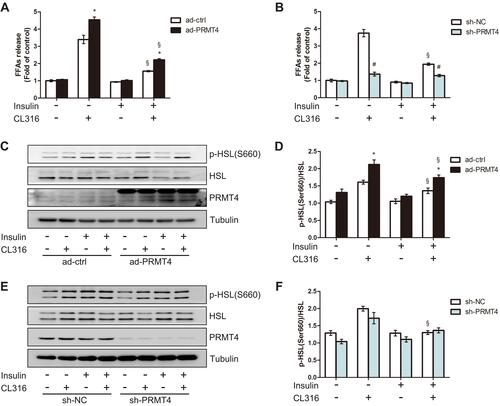 Figure 4 PRMT4 regulates lipolysis in mouse primary adipocytes.Notes: (A) Free fatty acids (FFAs) levels in culture media of primary adipocytes infected with adenovirus carrying PRMT4 (Ad-PRMT4) or control adenovirus (Ad-ctrl). (B) FFAs levels in culture media of primary adipocytes infected with adenovirus carrying sh-PRMT4 (sh-PRMT4) or adenovirus carrying the negative control (sh-NC). Cells were treated or not treated with 1 μM CL316,243 and/or 10 nM insulin for 2 h. (C and D) Western blot results of HSL phosphorylation at Ser660 in adipocytes infected with Ad-PRMT4 or Ad-ctrl after treatment as described in part (A). (E and F) Western blot results of HSL phosphorylation at Ser660 in adipocytes infected with adenovirus carrying sh-PRMT4 or sh-NC after treatment as described in part (B). *P < 0.05 indicates a significant difference between the Ad-PRMT4 and Ad-ctrl groups. #P < 0.05 indicates a significant difference between the sh-PRMT4 and sh-NC groups. §P < 0.05 indicates a significant difference between the insulin-treated and insulin+CL316,243-treated groups.