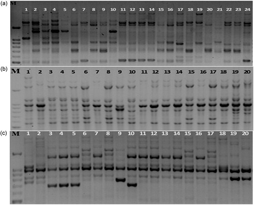 Figure 1. Amplification profile obtained with SCoT12 (a), ERF2 (b), and CAAT3 (c) primers in chickpea genotypes. M, molecular size marker (Cinagen, Iran); lanes 1–24, the lane numbers correspond to the genotypes listed in Table 1.