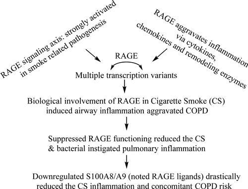 Figure 1. Ligand signaling and inflammation mediated RAGE involvement in COPD pathogenesis.