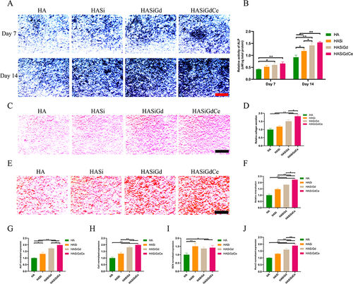 Figure 6 Results of osteogenic properties studies. (A) ALP staining images of different coatings. (B) Quantitative analysis of ALP activity. (C) Sirius red staining images of different coatings. (D) Quantitative analysis of collagen secretion. (E) Alizarin red S staining images of different coatings. (F) Quantitative analysis of ECM mineralization. The relative expression levels of ALP (G), Col I (H), OCN (I) and Runx2 (J) in MC3T3-E1 assessed by RT-PCR, GAPDH was used as control. Scale bar: 500 μm. *P < 0.05, **P < 0.01.