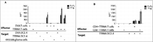 Figure 2. In vitro expanded antitumor T cells target glioma cells with specificity. (A) In vitro expanded Ovalbumin (OVA) antigen specific T cells or total tumor antigen specific T cells (TTRNA-T cells) secrete pro-inflammatory cytokines TNFα and IFNγ after recognition of cognate antigen expressed by DC2.4 cells electroporated with either OVA RNA or KR158B RNA (TTRNA) or syngeneic tumor cells. (B) In vitro expanded TTRNA T cells were magnetically sorted into CD4+ and CD8+ TTRNA T cells after expansion, and both T cell populations secreted TNFα and IFNγ upon recognition of cells expressing TTRNA. N = 5 replicates.