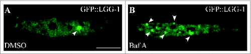 Figure 6. Bafilomycin A1 treatment increases GFP::LGG-1 puncta in seam cells of adult animals. (A) A few GFP::LGG-1 puncta form in seam cells in DMSO-treated wild-type day 1 adult animals. (B) The number of GFP::LGG-1 puncta dramatically increases after bafilomycin A1 (Baf A) treatment for 2 h in wild-type day 1 adult animals. Arrows point to puncta. Scale bar: 5 μm.