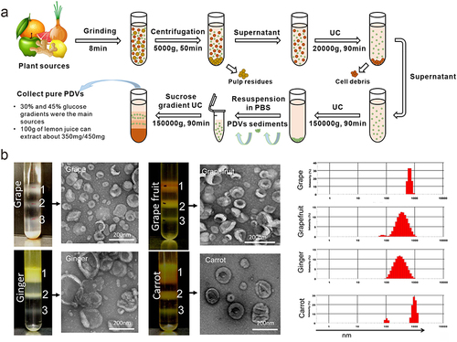 Figure 2 (a) Isolation and preparation of PDVs; (b) Three bands were formed after sucrose gradient ultracentrifugation. PDVs from the 30%/45% interface were visualized by electron microscopy (TEM) and the size distribution of the particles was determined using the Zetasizer Nano ZS. Reprinted with permission from Mu J, Zhuang X, Wang Q, et al. Interspecies communication between plant and mouse gut host cells through edible plant derived exosome-like nanoparticles. Mol Nutr Food Res. 2014;58(7):1561–1573. © 2014 WILEY-VCH Verlag GmbH & Co. KGaA, Weinheim.Citation13