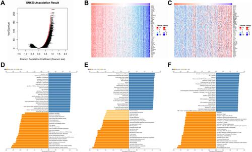 Figure 5 Functional analysis of genes co-expressed with SNX20 in LUAD. (A) Volcano map of genes significantly associated with SNX20 in LUAD. (B and C) Top 50 genes positively and negatively associated with SNX20 in LUAD (D–F) GO, KEGG and Reactome enrichment analysis of SNX20 in LUAD.