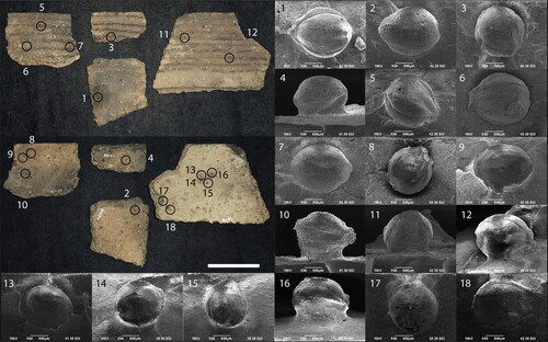 Figure 7. Foxtail millet impressions (no. 1–18) on three Early Neolithic rim sherds and one body sherd from Layer 5 at Tongsamdong (DSD0014). Circles on potsherds indicate where each grain was detected and match the numbers on SEM images. Scale = 5 cm.
