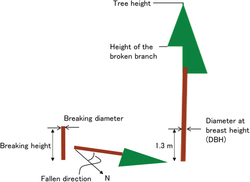 Figure 4. Measured quantities in the cedar forest.
