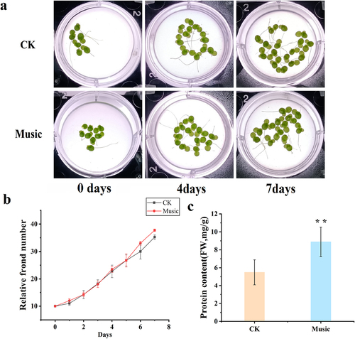 Figure 1. (a) The phenotype of duckweed treated with or without music for 0–7 days; (b) Frond growth curve over 7 days of cultivation treated with or without music; (c) the contents of protein in duckweed treated with or without music were determined by using Coomassie Brilliant Blue staining. The error bars in the graph are standard errors (SE) with biological repetitions n = 5. *P < .05, **P < .01 represent significant differences and extremely significant differences, respectively.