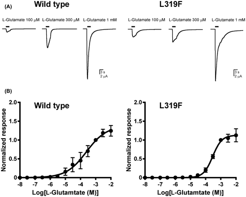 Fig. 2. Effects of the BmGluCl L319F mutation on the response to l-glutamate.