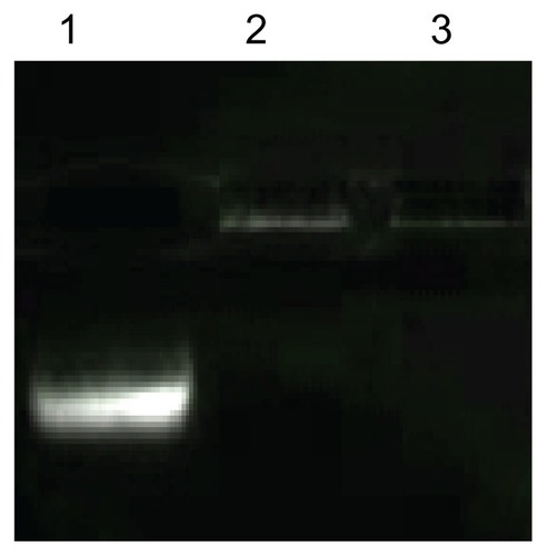 Figure 7 siRNA binding affinity and siRNA protection effect of PEI-AAV2-VLPs. lane 1: free siRNA; lane 2: siRNA incorporated PEI-AAV2-VLPs; lane 3 cell siRNA incorporated PEI-AAV2-VLPs incubated with Rnase A for 1 hr at 37°C. 0.1 μg of siRNA was mixed with 0.5 × 109 PEI-AAV2-VLPs and incubated for 30 min at room temperature to form VLP-siRNA complex, and then incubated with or without RNAse A for 1 hr at 37°C. siRNA migration was assessed by gel electrophoresis using 4% agarose gel. The migration of siRNA was fully arrested due to association with PEIAAV2- VLPs; with RNAase treatment, siRNA was not degraded (lane 3) showing the same pattern as in RNAase untreated one (lane 2).