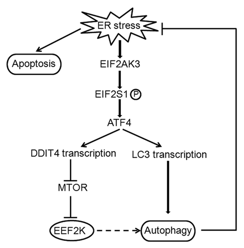 Figure 8. Regulatory role of the EIF2AK3-EIF2S1-ATF4 pathway in autophagy in tumor cells undergoing ER stress. ER stress induces EIF2AK3-EIF2S1 phosphorylation and ATF4 activation, which induces LC3 transcription and stimulates autophagy. Activation of ATF4 also promotes autophagy by activating DDIT4, which increases EEF2K activity by inhibiting the negative regulation of MTOR on EEF2K. When autophagy is not sufficient to reduce ER stress, cells may undergo ER stress-mediated cell death by apoptosis. Full line: direct regulation; dotted line: indirect regulation.