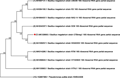 Figure 3. Phylogenetic tree of B. megaterium strain CTBmeg1. Note: The accession number for each sequence was obtained from NCBI while an outgroup used the sequence of Pseudomonas putida KMBU4308.
