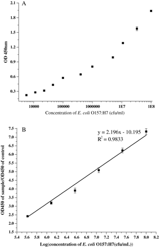 Figure 1. Standard curve for E. coli O157:H7 in sandwich ELISA. (A) Standard curve when concentrations of E. coli O157:H7 ranging from 104 to 108 cfu/mL. (B) The linear part of the standard curve for the standard E. coli O157:H7. The linear regression equation was y=2.196x–10.195, and linear correlation coefficient (R2) was 0.9833. The points represent the mean absorbance values obtained from triplicate wells.