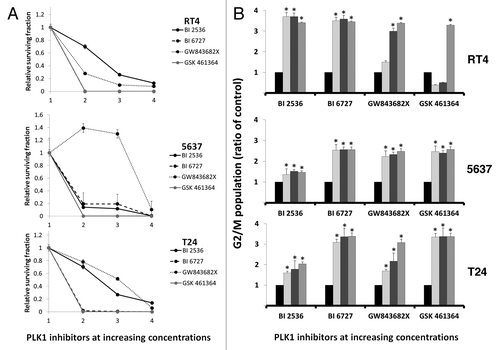 Figure 2. (A) PLK1 inhibition for 48 h abrogated the clonogenic capacity of RT4, 5637 and T24 bladder carcinoma cell lines. Note that in the case of 5637 cells, colony formation was significantly increased after treatment with low concentrations of GW843682X but drastically decresed to 90% after treatment with 1200 nM of this drug; (B) PLK1 inhibition induced cell cycle arrest with accumulation of G2/M populations for all drugs tested. Ratios of the proportion of G2/M subpopulation in cells treated with PLK1 inhibitors to that of vehicle-treated cells are shown as mean ± SD of 3 independent experiments.