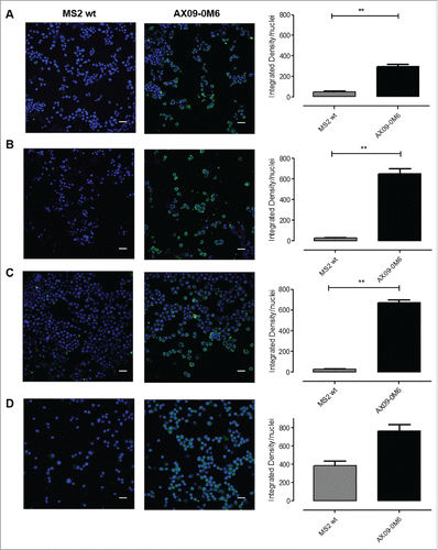 Figure 3. AX09-0M6-induced antibodies target tumorspheres. Representative immunofluorescence images of TUBO (A), 4T1 (B), HCC-1806 (C) and MDA-MB-231 (D)-derived tumorspheres incubated with IgG (50 μg/ml) purified from sera of BALB/c mice vaccinated with MS2 wt or AX09-0M6. The specific signal (green) was detected with an Alexa Fluor488-conjugated anti-mouse secondary antibody. Nuclei were counterstained with DAPI (blue). Magnification 40X, Scale bar, 40 µm **, P < 0.01, Student's t-test.
