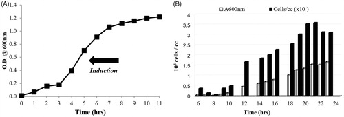 Figure 3. E. coli DH5α (pKAU17) growth curves. (A) Growth curve for the first generation with arrow indicating timing of induction. (B) Second-generation growth with absorbance correlated to cell count.