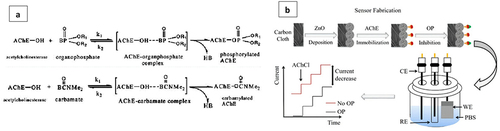 Figure 8. (a) inhibition activity of AChE by OP and carbamate pesticides. Reprinted from [Citation146] with permission from hibiscus Publisher (CC by 4.0 license); (b) schematic diagram of zinc oxide (ZnO)-based biosensor to detect OP. Reprinted from [Citation147] with permission from MDPI (CC by 4.0 license).