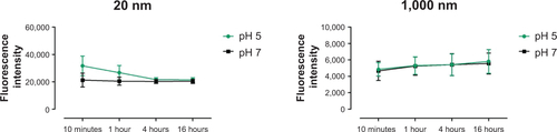 Figure S2 Assessment of emission fluorescence intensity of PS particles in buffer solutions at pH 5 and pH 7 after 10 minutes, 1 hour, 4 hours, and 16 hours incubation.Notes: Measurements were performed to determine stability of PS-particle fluorescence under physiologic and acidic pH conditions. PS particles were diluted at a concentration of 25 μg/mL in 0.1 M acetate buffer solution at pH 5 and 0.1 M phosphate buffer at pH 7. Fluorescence intensities were determined at the respective excitation and emission wavelengths specific for each PS particle and given by the manufacturer (20 nm, 505/515 nm; 1000 nm, 441/486 nm). Results are expressed as Δ Intensity = measured sample fluorescence intensity minus measured blank (phosphate-buffered saline) fluorescence intensity. Measurements were performed on an Infinite M1000 PRO (Tecan, Männedorf, Switzerland). Three independent experiments were performed (n=3); for each experiment, five measurements with identical parameters were averaged.Abbreviation: PS, polystyrene.