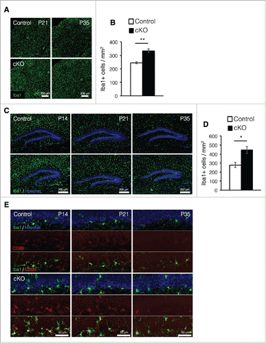 Figure 3. Prenatal deletion of Dnmt1 increases microglia in the adult brain. (A) Representative Iba1 immunofluorescence images (green) in the cortex of coronal brain sections from control and cKO mice at various time points. (B) Quantification of IbaI+ cells in the cortex at P35. (Control = 3, cKO = 3). (C) Iba1 immunostaining image (green) of representative DG neurons in coronal brain sections from control and cKO mice at various time points. The nucleus was stained with Hoechst (blue). (D) Quantification of IbaI+ cells in the DG at P35. (Control = 3, cKO = 3) (E) Representative immunofluorescence images of Iba1 (green) and CD68 (red) in the DG of coronal adult brain sections from control and cKO mice at indicated time point. The nucleus was stained with Hoechst (blue). Scale bars are indicated in each figure. Values represent mean ± SEM; *P < 0.05, **P < 0.01. Student's t-test.