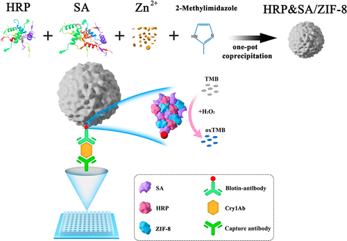 Figure 4 Illustration of the preparation process for HRP&SA/ZIF-8 nanocomposite. Reprinted from Ye R, Chen H, Li H. One-pot synthesis of HRP&SA/ZIF-8 nanocomposite and its application in the detection of insecticidal crystalline protein Cry1Ab. Nanomaterials. 2022;12(15):2679. Creative Commons.Citation11