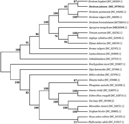 Figure 1. Maximum-likelihood tree of Hordeum jubatum plus 23 other grass species (Poaceae) based on their chloroplast genome sequences. Bootstrap support values (based on 1000 replicates) are shown next to the nodes.