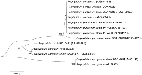 Figure 1. Phylogenetic tree inferred by 12 DNA sequences of 18S fragments.