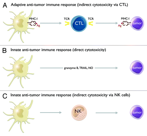 Figure 2. TLR-matured IL-15 DCs have pleiotropic immunostimulatory properties, which allow them to harness both adaptive and innate anti-tumor immune responses. At the level of the adaptive anti-tumor immune response, IL-15 DCs display a potent capacity to present tumor antigen (Ag) in the context of major histocompatibility complex class I (MHC-I) molecules to CD8+ cytotoxic T lymphocytes (CTLs). These CTLs recognize MHC-I/Ag-expressing tumor cells via their T cell receptor (TCR) and subsequently mediate tumor cell lysis (A). At the level of the innate anti-tumor immune response, IL-15 DCs can mediate tumor cell lysis through a direct cytotoxic action. Several mechanisms have been implicated in IL-15 DC-mediated cytotoxicity, including granzyme B, tumor necrosis factor-α-related apoptosis-inducing ligand (TRAIL) and nitric oxide (NO) (B). In addition, IL-15 DCs can also indirectly contribute to innate tumor destruction via activation of natural killer (NK) cells (C).