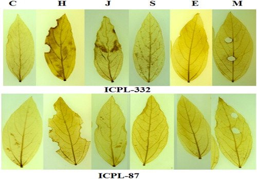 Figure 1. Generation of ROS in pigeon pea leaves after 12 h of treatments by DAB staining. Lane C: Control; H: Helicoverpa infested; J: Jasmonic acid sprayed; S: salicylic acid sprayed; E: Ethephon sprayed; M: Mechanically wounded.