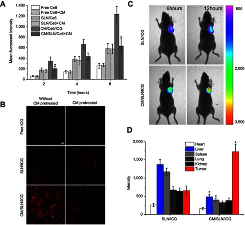 Figure 5 (A) Quantitative analysis of intracellular time-dependent uptake of different formulations in SGC7901 cells (pretreated with/without CM). Significant differences were vs groups pretreated without CM. (B) Representative CLSM images of uptake of different formulations in SGC7901 cells (pretreated with/without CM) at 4 hours postincubation. Scale bar: 20 μm. (C) In vivo real time distribution of SLN/ICG and CM/SLN/ICG at 6 and 12 hours postincubation. (D) Mean fluorescentintensity of dissected tumors and major organs of mice treated with SLN/ICG and CM/SLN/ICG at 48 hours postinjection.Note: Data were expressed as mean ±SD (N=3).Abbreviations: Ce6, chlorins e6; CM, cellular membranes; SLN, silica nanoparticles; CLSM, confocal laser scanning microscope; ICG, indocyanine green dye.