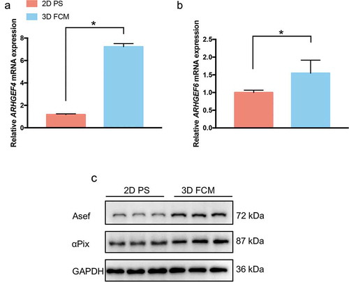 Figure 4. The expression of ARHGEF4 and ARHGEF6 was significantly upregulated in HSCs cultured in 3D FCM. (a). The significantly upregulated expression of ARHGEF4 mRNA in HSCs cultured in 3D FCM was confirmed by real-time PCR. LX-2 cells were cultured on 2D PS or in 3D FCM, then total RNA was isolated, and real-time PCR was performed to detect ARHGEF4 mRNA expression. *p < 0.05, data are the means ± SD. (b). The upregulated expression of ARHGEF6 mRNA in HSCs cultured in 3D FCM was confirmed by real-time PCR. LX-2 cells were cultured on 2D PS or in 3D FCM, then total RNA was isolated, and real-time PCR was performed to detect ARHGEF6 mRNA expression. *p < 0.05, data are the means ± SD. (c). The upregulated expression of Asef (ARHGEF4) protein and αPix (ARHGEF6) protein were confirmed by Western blotting. LX-2 cells were cultured on 2D PS or in 3D FCM for 1 d, and the proteins were obtained by treatment with lysis buffer or collagenase before lysis buffer for cells cultured in 3D FCM. Western blotting was performed to detect the protein expression of Asef and αPix.