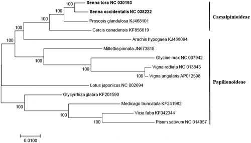 Figure 1. Maximum likelihood (ML) phylogenetic tree constructed based on the protein-coding genes in 14 Fabaceae species, including two Senna species, two subfamily Caesalpinioideae species, and 10 subfamily Papilionoideae species by Mega 7.0 program. Numbers on the node indicate bootstrapping values.