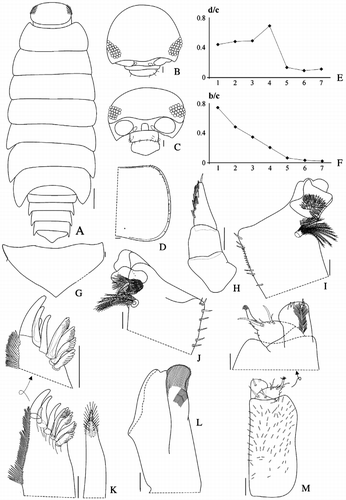 Figure 3 Benthana schmalfussi n. sp. (male paratype). A: habitus; B: cephalon, dorsal view; C: cephalon, frontal view; D: pereon epimeron 4; E: noduli laterales coordinates d/c; F: noduli laterales coordinates b/c; G: telson; H: antennule; I: left mandible; J: right mandible; K: maxillule; L: maxilla; M: maxilliped. Scales: A = 1 mm; B and C = 0.16 mm; D, G–M = 0.1 mm.