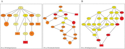 Figure 3. GO enrichment of host genes of differentially expressed circRNAs. Directed acyclic graph (DAG) described the significant biological processes and molecular functions of DE circRNAs in TS vs. NS contrast (a) and TS vs. SS contrast (b).
