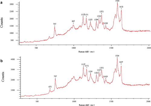 Figure 5. RS spectrum of haemoglobin-derived hemoporphyrin of erythrocytes: control (a); after incubation under hypoxia (b).