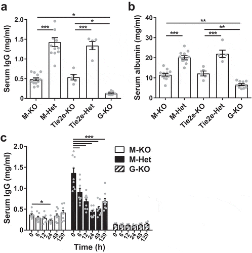 Figure 6. Loss of FcRn function in macrophages results in ~2–3 fold reductions in steady state levels of serum IgG and albumin and reduces the effects of FcRn inhibition. Serum IgG (a) and albumin (b) levels in the different mouse strains. Data shown are derived from 5 to 13 mice/genotype. (c) M-KO, M-Het, and G-KO mice were treated (i.v.) with 1 mg MST-HN mutant and serum IgG levels determined at the indicated times post-injection. Error bars indicate SEM. Significant differences [*, p < .05; **, p < .01; ***, p < .001; one-way ANOVA followed by Tukey‘s (a, b) or Dunnett‘s (c) multiple comparisons test] between the groups are indicated. M-KO, LysM-Cre-FcRnflox/flox (macrophage-specific FcRn KO); M-Het, LysM-Cre-FcRnflox/+ (control); Tie2e-KO, Tie2e-Cre-FcRnflox/flox (multiple cell type-specific FcRn KO); Tie2e-Het, Tie2e-Cre-FcRnflox/+ (control); G-KO, FcRn-/- (global FcRn KO); MST-HN, FcRn inhibitor. Data shown in panel c is combined from two independent experiments (n = 8–9 mice/group).