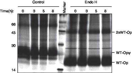 Figure 6.  Kifunensine treatment prevents wild-type opsin acquiring complex N-linked glycans. COS-7 cells expressing wild-type opsin were pulse-labelled and then chased for up to 8 hours in the presence of 5 μg/ml of kifunensine. Samples were recovered by immunoprecipitation, deglycosylated with Endo H where indicated, and resolved by SDS-PAGE. The location of a presumptive opsin dimer is shown (2 × WT-Op). All other symbols are as described in the legend to Figure 1.