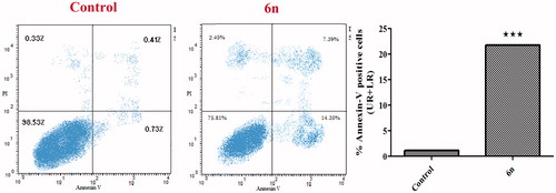 Figure 6. Effect of compound 6n on the percentage of Annexin V-FITC positive staining in MCF-7 cells versus control (1% DMSO).