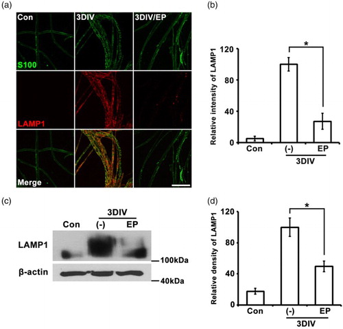 Figure 2. Lysosomal activation is suppressed by EP (10 mM). (a) Teased sciatic nerve fibers were double-immunostained with LAMP1 (red, lysosomal vesicle marker) and S100 (green). Scale bar = 100 μm. (b) Quantitation of the fluorescent intensity of LAMP1 immunoreactivity from teased nerve fiber samples. n = 3. (c) Western blots for LAMP1; β-actin, loading control. (d) Densitometric quantification of LAMP1 expression. n = 4.*P < .001 compared to non-treated explants at 3DIV.
